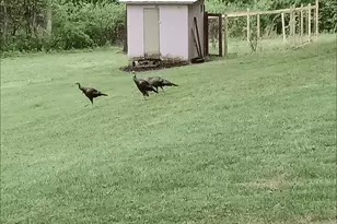 187 Bierce Dr, Young Harris, GA 30582 - Photo 29