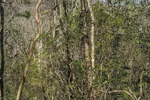 0 T S Jarrard Rd, Dahlonega, GA 30533 - Photo 1