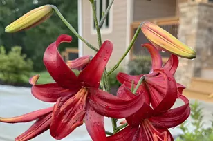 335 Northshore Dr, Blairsville, GA 30512 - Photo 63