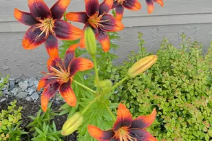 335 Northshore Dr, Blairsville, GA 30512 - Photo 73