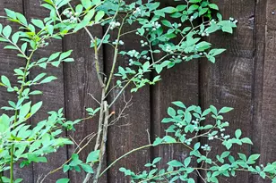 36 Fairway Ln, Peachtree City, GA 30269 - Photo 41