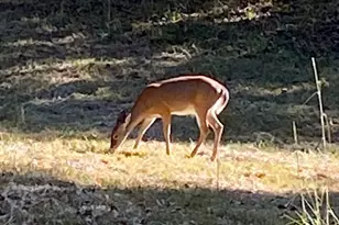 175 Thornton Rd, Franklin, GA 30217 - Photo 125