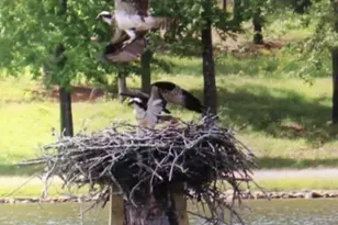 175 Thornton Rd, Franklin, GA 30217 - Photo 107