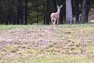 175 Thornton Rd, Franklin, GA 30217 - Photo 123