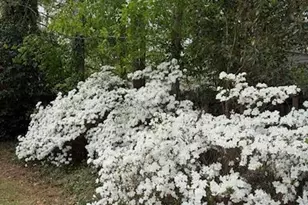 244 Surrey Ln, Statesboro, GA 30458 - Photo 35