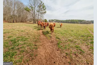 50 Acres McFarlin Bridge, Carnesville, GA 30521 - Photo 23