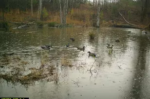 3873 Cove Rd, Woodbury, GA 30293 - Photo 77