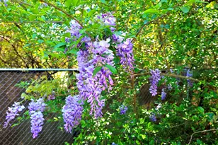 729 W Jones Ave, Statesboro, GA 30458 - Photo 19