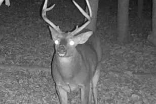 401 Herrin Rd, Cornelia, GA 30531 - Photo 75