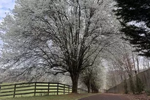 205 Oak Ridge Rd, Morganton, GA 30560 - Photo 7