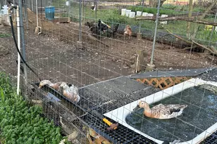 429 Frank Kelley Rd, Canon, GA 30520 - Photo 29