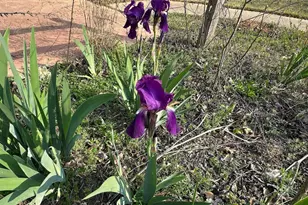 1104 Farm Rd, Colbert, GA 30628 - Photo 35