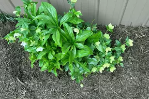 1104 Farm Rd, Colbert, GA 30628 - Photo 37