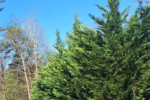 57 Cherry Ct, Ellijay, GA 30540 - Photo 7