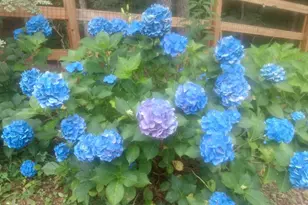 57 Cherry Ct, Ellijay, GA 30540 - Photo 45