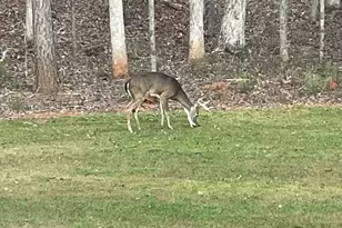 655 Holman-Autry Rd, Danielsville, GA 30633 - Photo 117