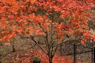 172 Star Mountain Dr, Clayton, GA 30525 - Photo 55