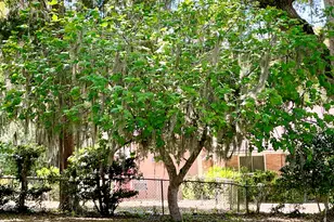 707 W Conyers, Saint Marys, GA 31558 - Photo 27