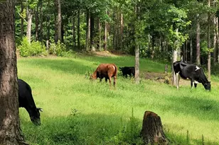 447 Grandview Rd, Mansfield, GA 30055 - Photo 31