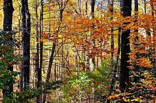 456 Bull Frog Ln, Clayton, GA 30525 - Photo 85