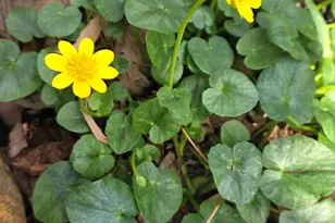 220 Evans Ln, Lakemont, GA 30552 - Photo 79