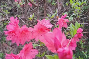 220 Evans Ln, Lakemont, GA 30552 - Photo 65