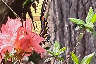 220 Evans Ln, Lakemont, GA 30552 - Photo 61