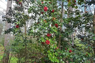 220 Evans Ln, Lakemont, GA 30552 - Photo 63