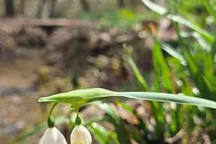 220 Evans Ln, Lakemont, GA 30552 - Photo 73