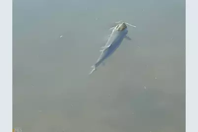 0 Little Eagle Mountain #LOT 5, Clarkesville, GA 30523 - Photo 25