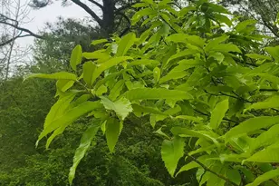 384 Enon Grove Rd, Franklin, GA 30217 - Photo 95