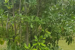 384 Enon Grove Rd, Franklin, GA 30217 - Photo 85