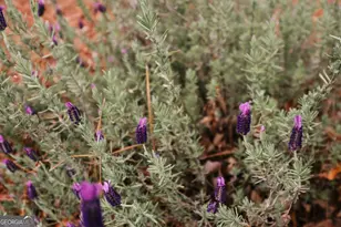 195 Arbor View Dr, Athens, GA 30605 - Photo 53