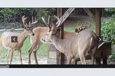 0 Wainwright Road, Butler, GA 31006 - Photo 55