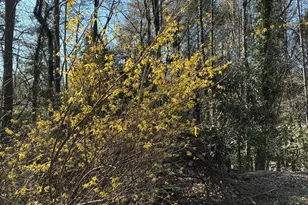47 Harris Dr, Blue Ridge, GA 30513 - Photo 51
