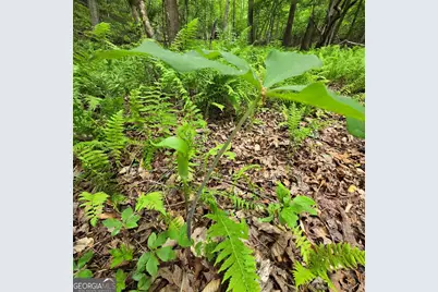 3.5Acre Dusty Trail, Morganton, GA 30560 - Photo 19