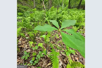 3.5Acre Dusty Trail, Morganton, GA 30560 - Photo 21