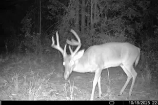 88 Minnesota Rd, Screven, GA 31560 - Photo 51
