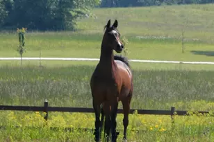 105 Bell Springs Rd, Senoia, GA 30276 - Photo 11