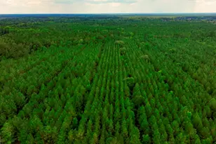 0 Hwy 204 & Carlos Cowart Rd, Pembroke, GA 31321 - Photo 1