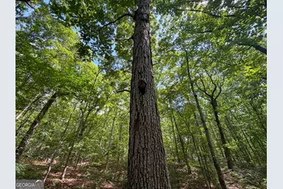 Tract 5 Christmas Tree Road, Homer, GA 30547 - Photo 15