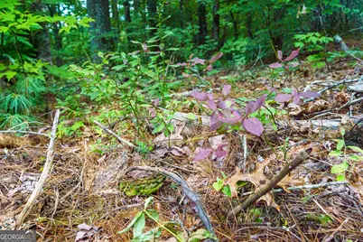 0 Higdon Creek Road, Blue Ridge, GA 30513 - Photo 25