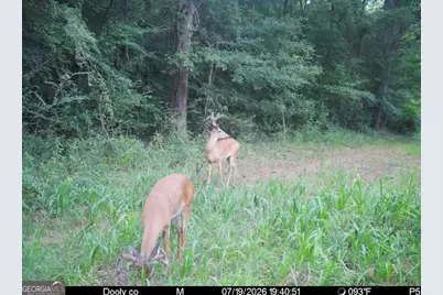 0 Poplar Springs Road, Byromville, GA 31007 - Photo 23