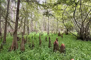 807 Aden Lanier Rd, Statesboro, GA 30458 - Photo 21