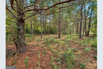 2.7 Acres Flamingo Estate, Hawkinsville, GA 31036 - Photo 5