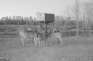 4348 Marshall Stewart Rd, Crawfordville, GA 30631 - Photo 57