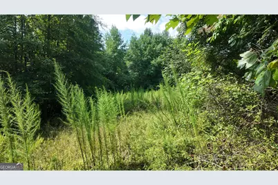10.8 Ac Cody Road, Mount Airy, GA 30563 - Photo 5