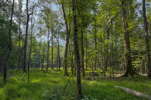 1709 Poplar Ridge Rd, Ellaville, GA 31806 - Photo 57