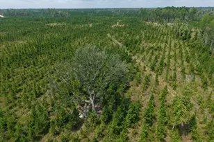 Tract 5 Owens Ferry Rd, White Oak, GA 31568 - Photo 1