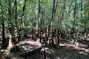 239 Coleman Landing Rd, Hawkinsville, GA 31036 - Photo 43